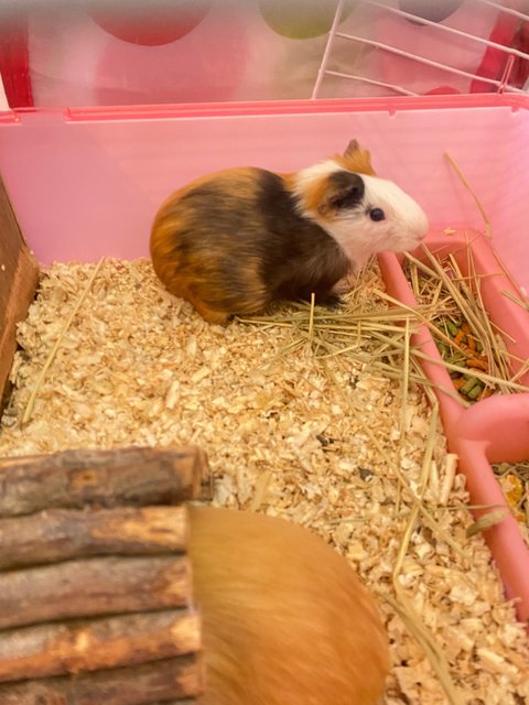 Caramel &amp; Mocha - Guinea Pig Small & Furry