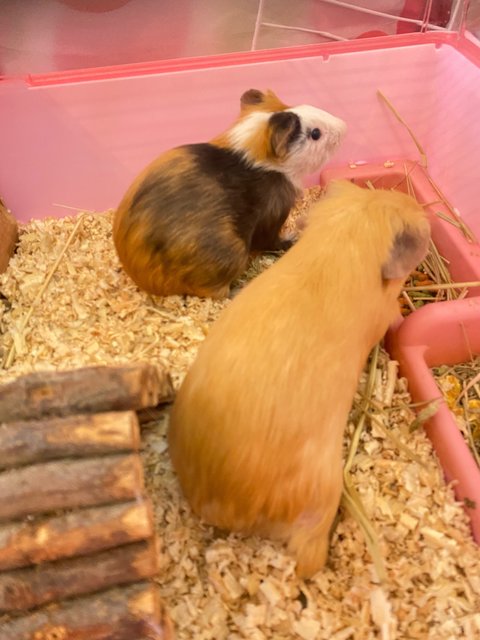 Caramel &amp; Mocha - Guinea Pig Small & Furry