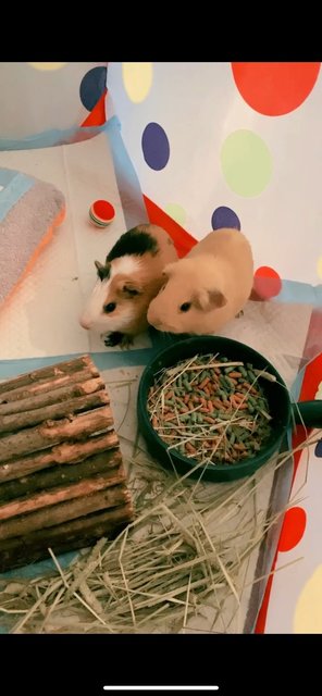 Caramel &amp; Mocha - Guinea Pig Small & Furry