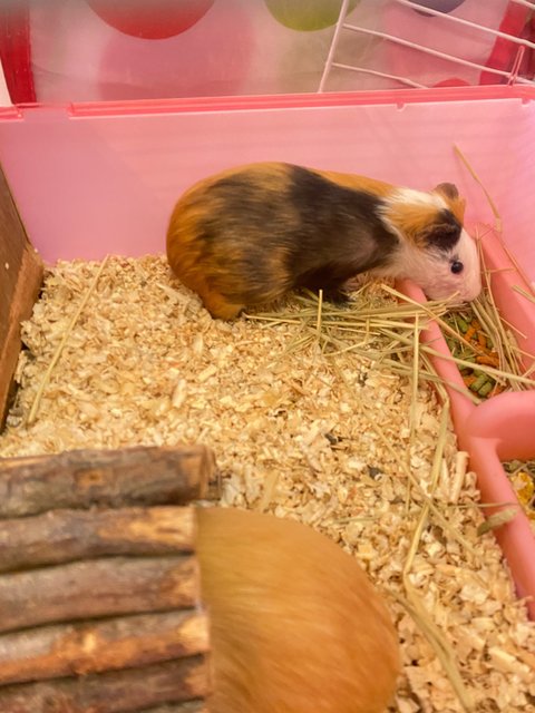 Caramel &amp; Mocha - Guinea Pig Small & Furry