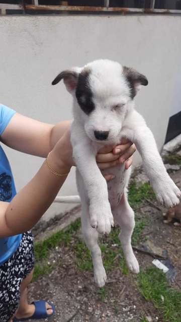 Cute Puppies - 6  - Mixed Breed Dog