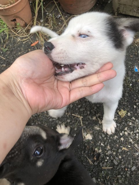 Cute Puppies - 6  - Mixed Breed Dog