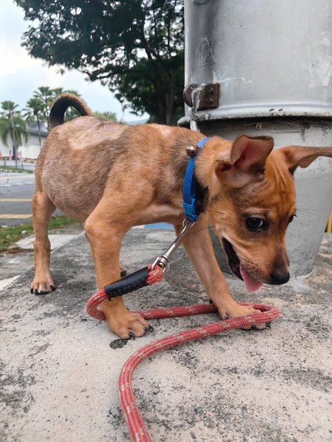 Scooby - Mixed Breed Dog