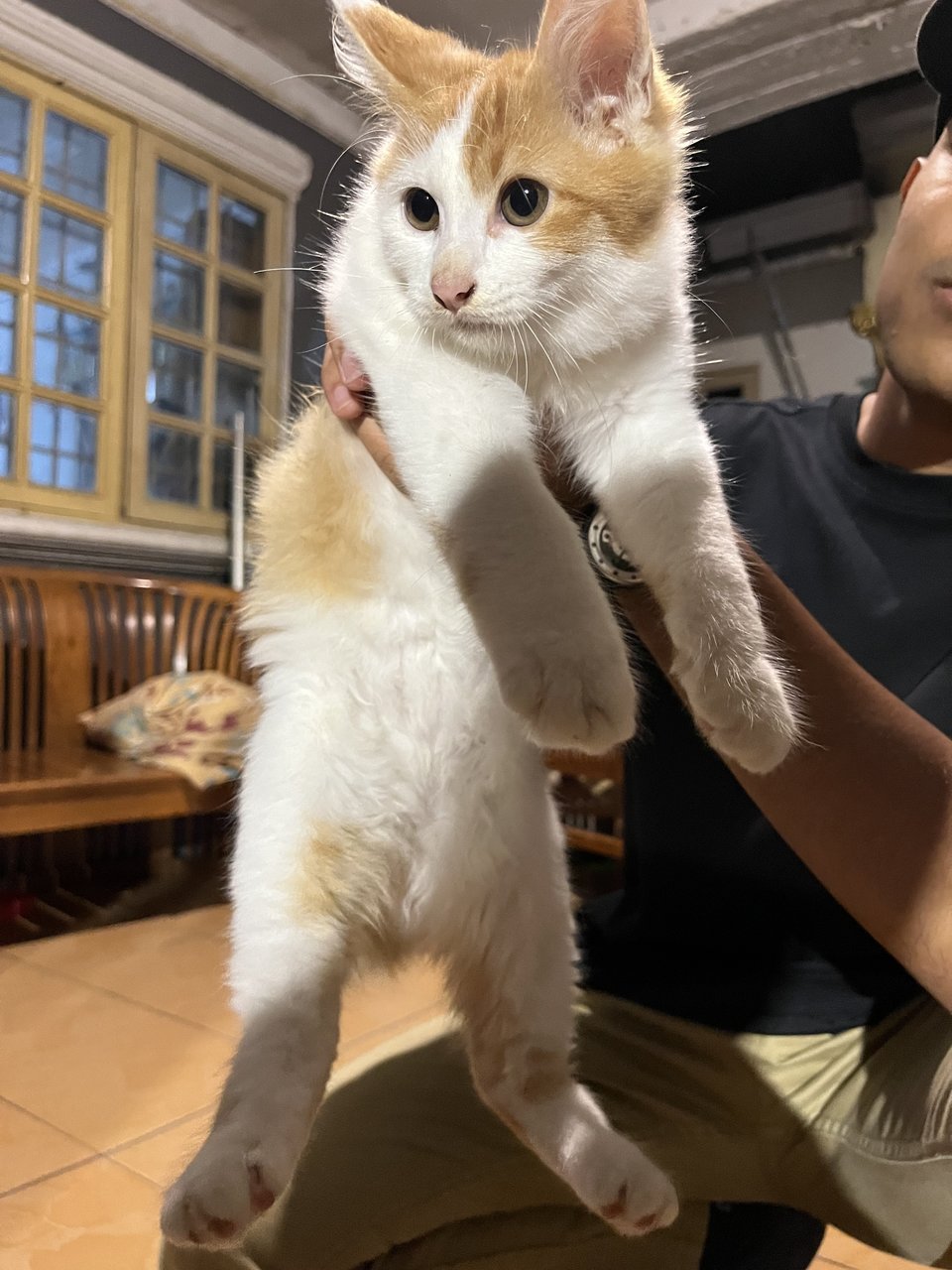 Mimi - Domestic Medium Hair + Domestic Long Hair Cat