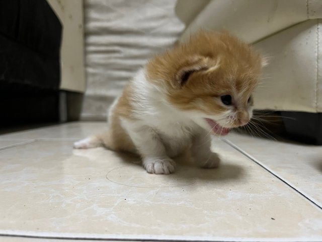 Luffy - Turkish Angora + Domestic Medium Hair Cat