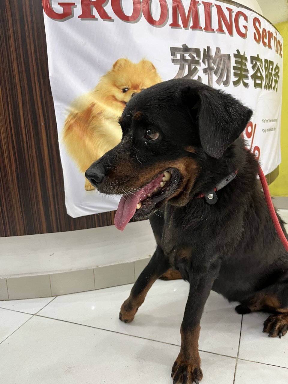 Rottweiler Mix For Adoption - Rottweiler Mix Dog