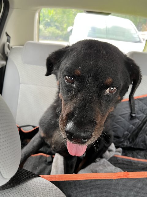 Rottweiler Mix For Adoption - Rottweiler Mix Dog