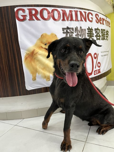 Rottweiler Mix For Adoption - Rottweiler Mix Dog