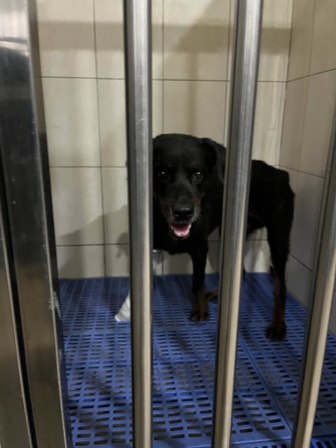 Rottweiler Mix For Adoption - Rottweiler Mix Dog