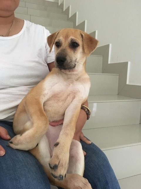 Dora Cutey - Mixed Breed Dog