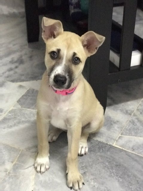 Ellie - Mixed Breed Dog