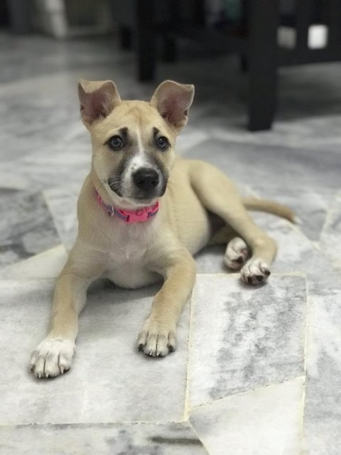 Ellie - Mixed Breed Dog