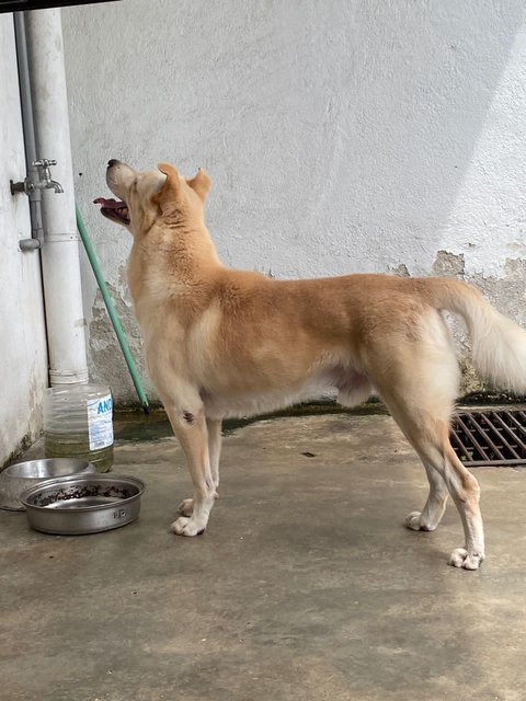 Maverick - Labrador Retriever Mix Dog