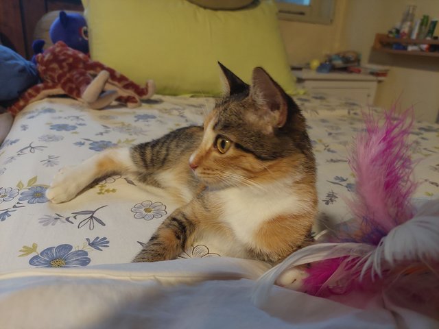 Misha - Calico + Domestic Short Hair Cat