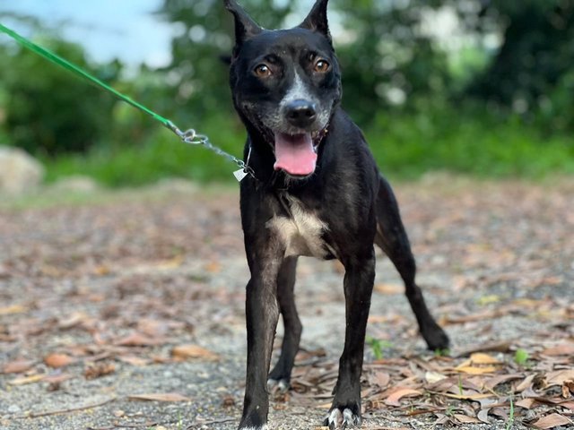 Janu (Small Size) (Sharmalan) - American Staffordshire Terrier Mix Dog