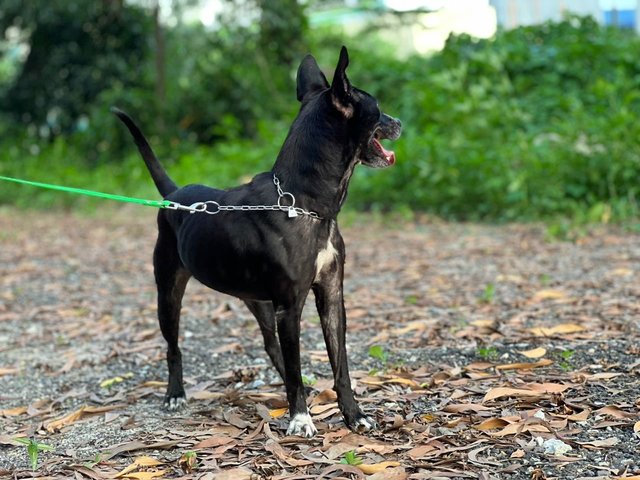 Janu (Small Size) (Sharmalan) - American Staffordshire Terrier Mix Dog