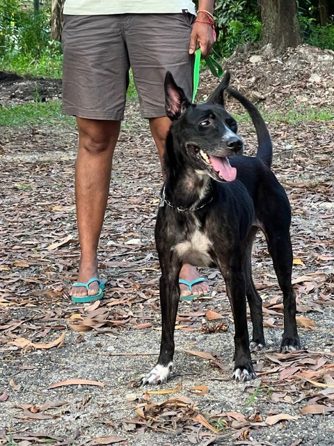 Janu (Small Size) (Sharmalan) - American Staffordshire Terrier Mix Dog