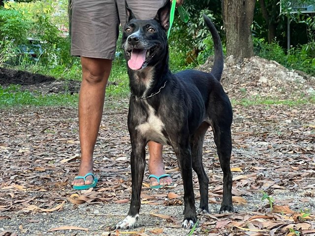 Janu (Small Size) (Sharmalan) - American Staffordshire Terrier Mix Dog