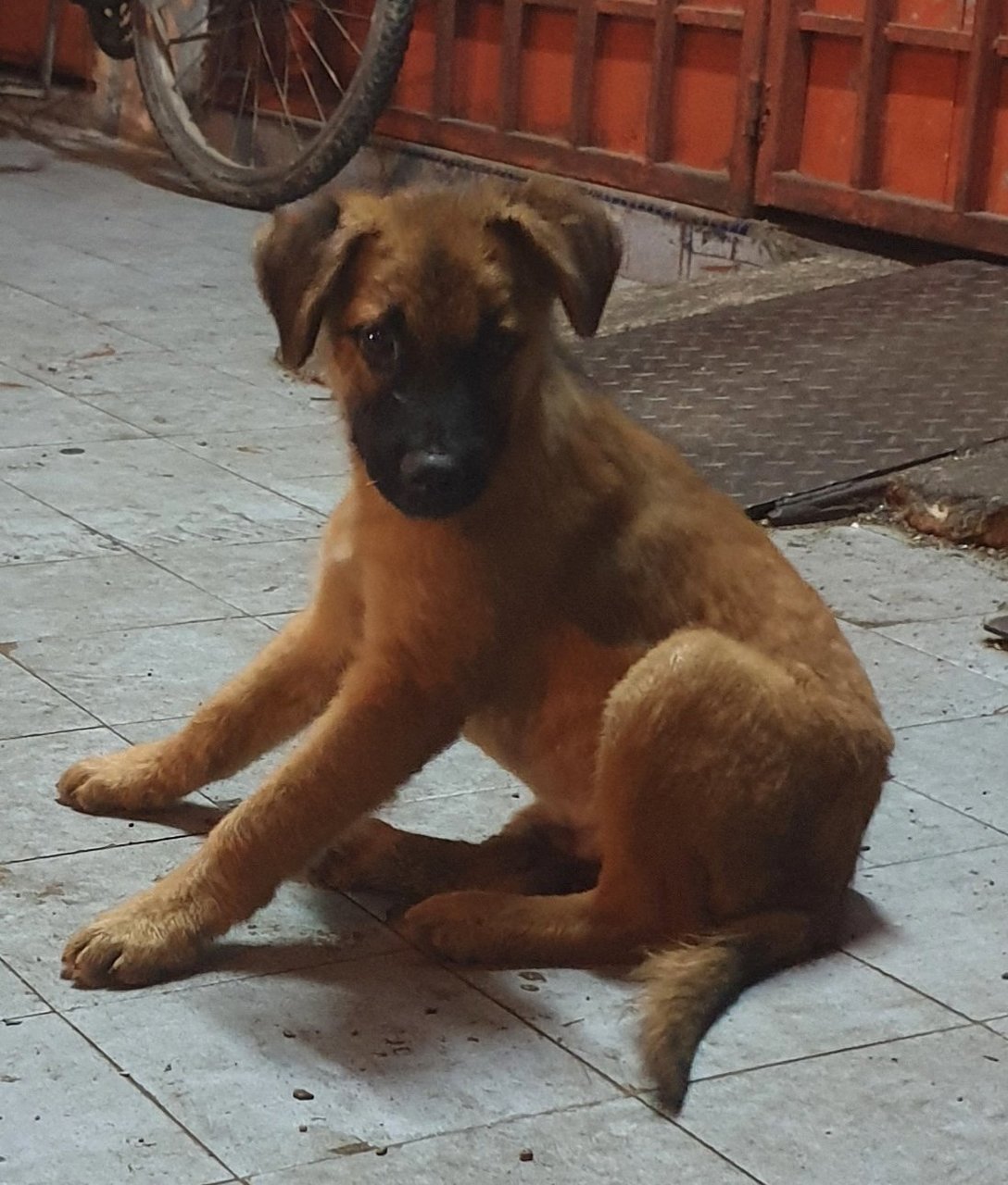 Oat Boy - Mixed Breed Dog