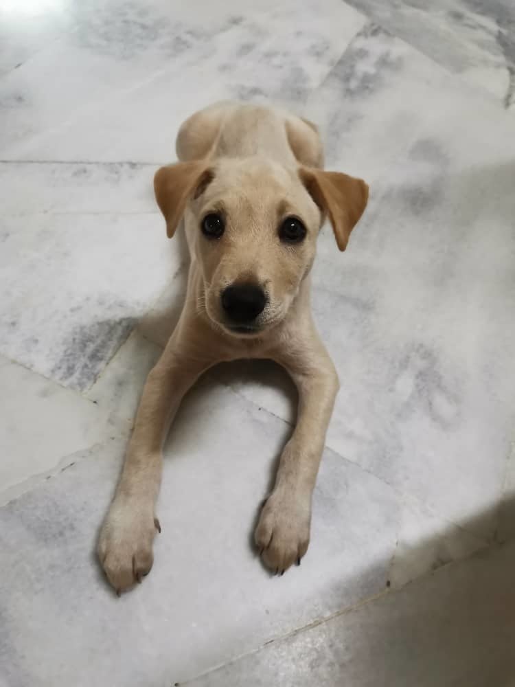 Jack Russell Terrier + Spitz Puppy For Adoption - 2 Months, Micco from ...