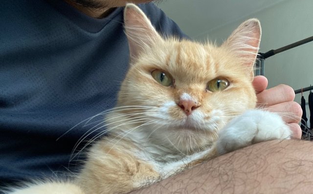 Parishilton - Persian Cat