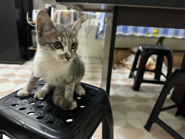 Oreo &amp; Sarjan - Domestic Short Hair Cat