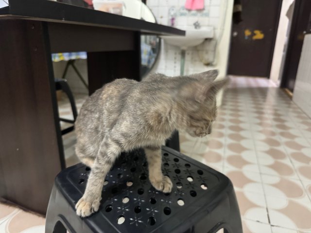 Oreo &amp; Sarjan - Domestic Short Hair Cat