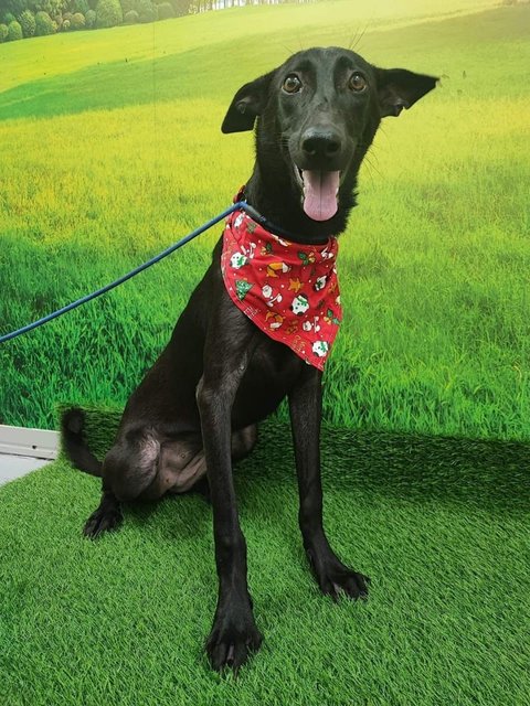 Rocky  N Mocha - Labrador Retriever Mix Dog