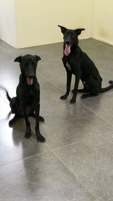 Rocky  N Mocha - Labrador Retriever Mix Dog