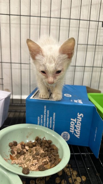 Budak Yatim - Domestic Short Hair Cat