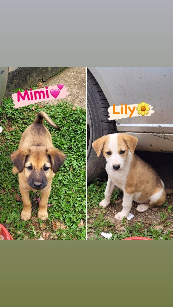 Mimi &amp; Lily (Female) 💜 - Mixed Breed Dog