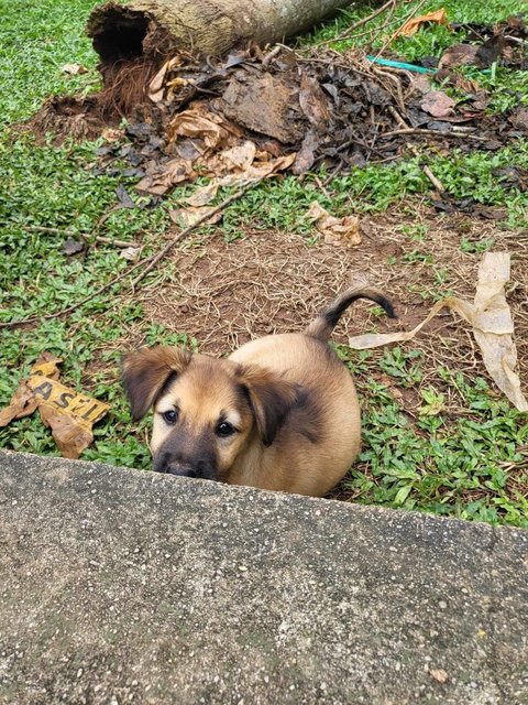 Mimi &amp; Lily (Female) 💜 - Mixed Breed Dog