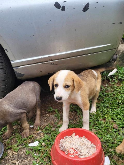 Mimi &amp; Lily (Female) 💜 - Mixed Breed Dog