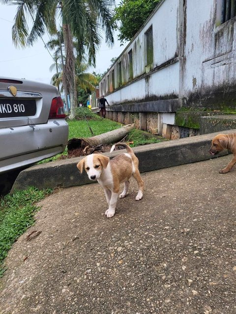 Mimi &amp; Lily (Female) 💜 - Mixed Breed Dog