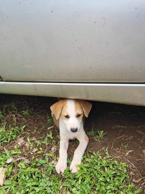 Mimi &amp; Lily (Female) 💜 - Mixed Breed Dog