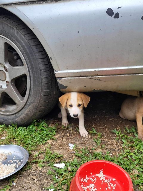 Mimi &amp; Lily (Female) 💜 - Mixed Breed Dog