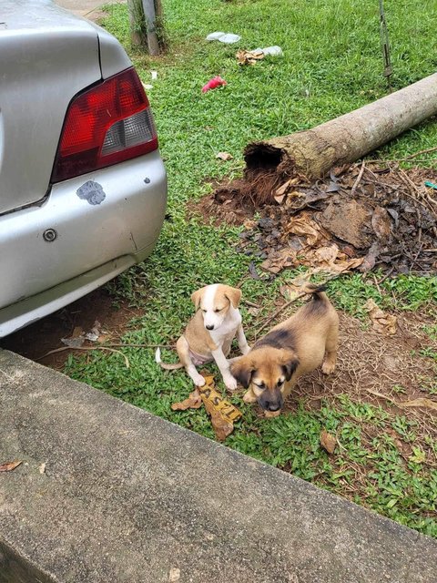 Mimi &amp; Lily (Female) 💜 - Mixed Breed Dog