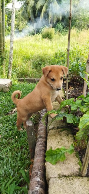 Mama Dog And Puppies - Mixed Breed Dog