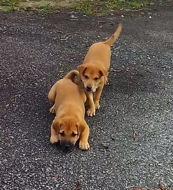 Mama Dog And Puppies - Mixed Breed Dog