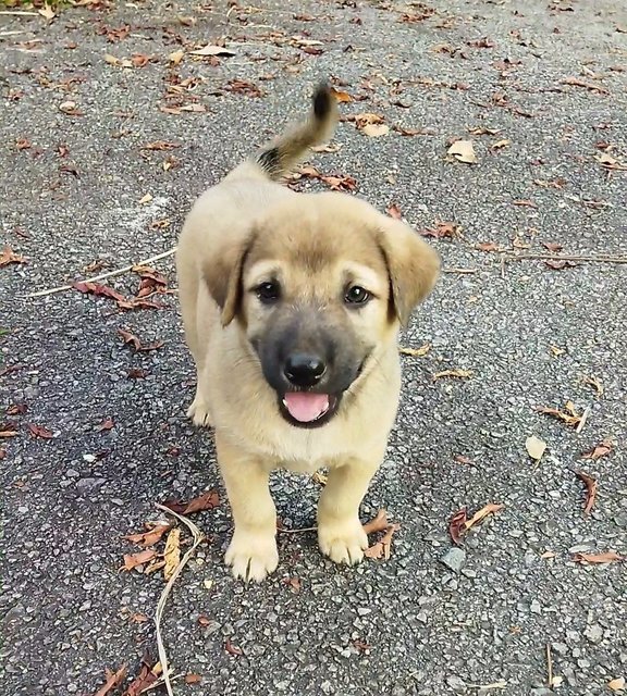 Mama Dog And Puppies - Mixed Breed Dog