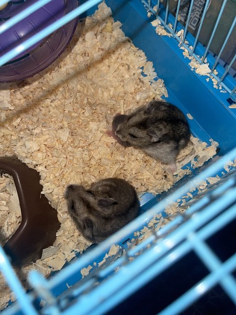 Syrian Short Coat Hamsters For Sale at Pet Lovers Centre Singapore