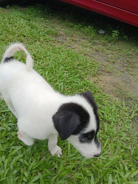 Lucky - Mixed Breed Dog