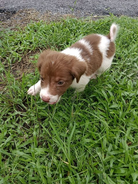 Bruno - Mixed Breed Dog