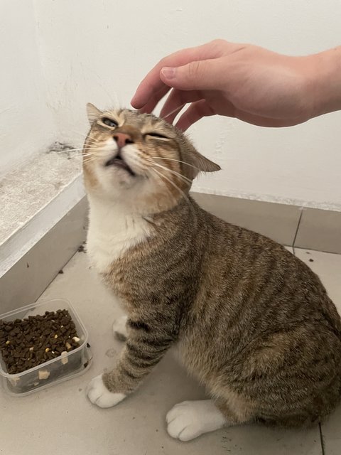 Zebra - Domestic Short Hair Cat