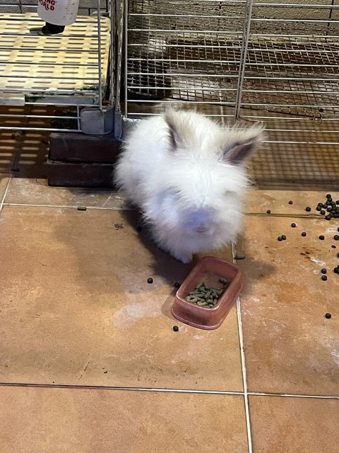 Clive - Angora Rabbit Rabbit