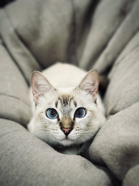 Luna - Siamese + Domestic Short Hair Cat