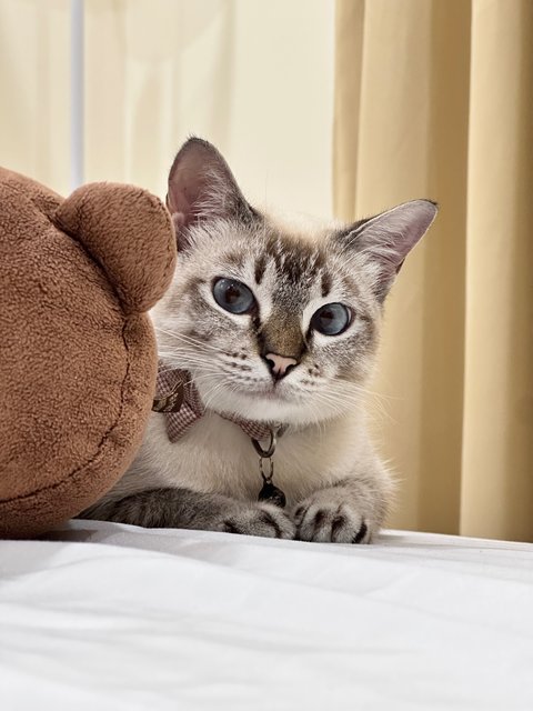 Luna - Siamese + Domestic Short Hair Cat