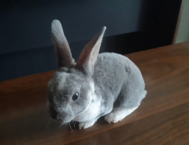 Shadow - Mini Rex Rabbit