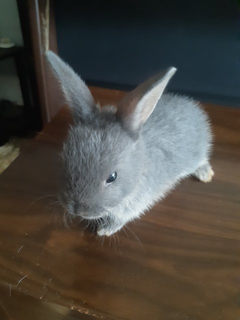 Shadow - Mini Rex Rabbit