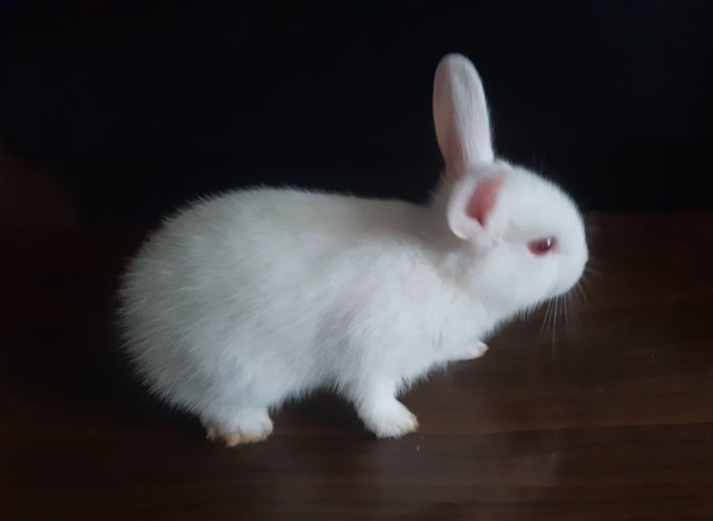 Misty - Mini Rex Rabbit